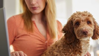Pet Insurance and Preventive Care